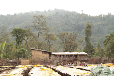 Ethiopian coffee cherries