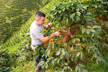 Colombia - Las Flores - Washed Cherry Oxidation-Java