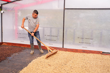 Colombia - Las Flores - Washed Cherry Oxidation-Java
