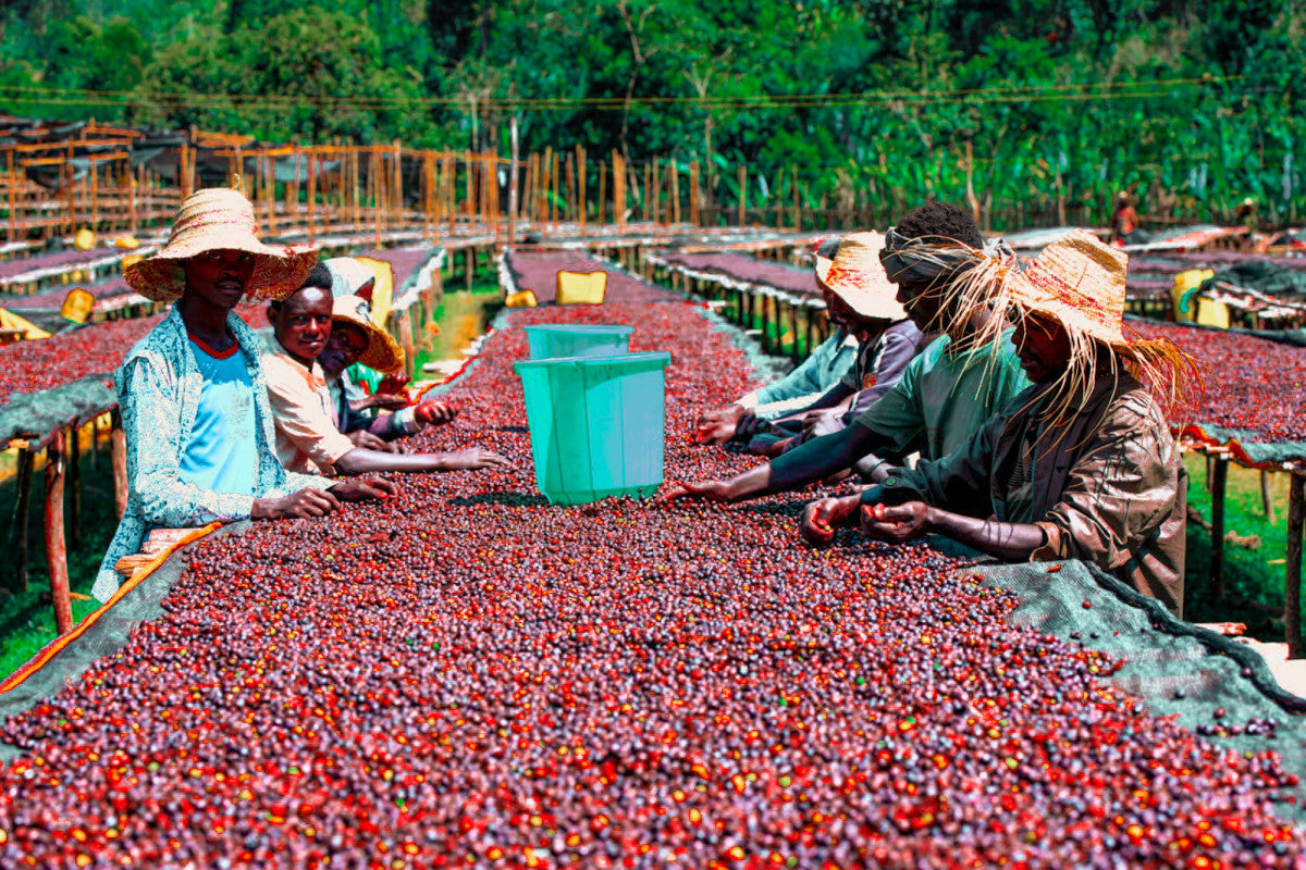 Ethiopia - Da Bomb  - Natural