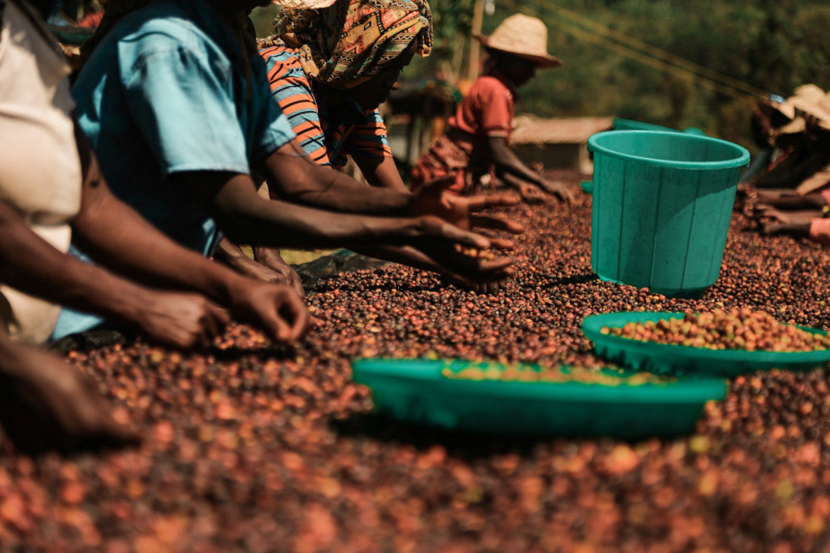 Ethiopia - Da Bomb  - Natural