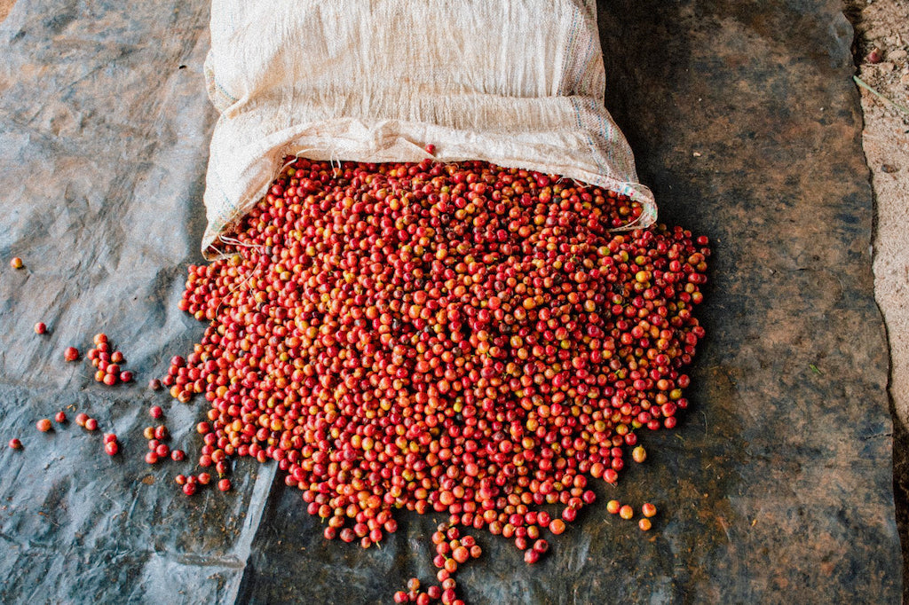 Kenya - Kiandu AA - Washed