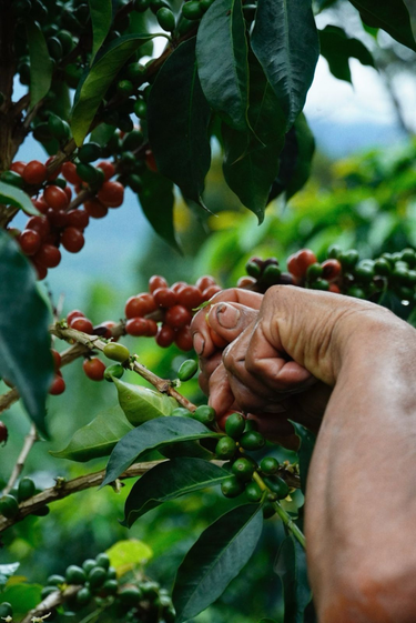 Coffee cherries being selectively picked at Finca Nogales in Pitalito Huila