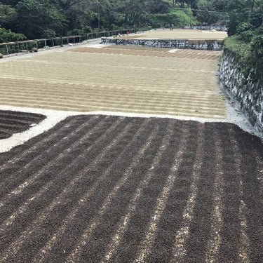 Natural coffee drying on patios at Beneficio Las Cruces, El Salvador