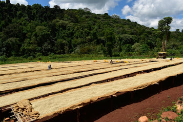 Ethiopian coffee landscape